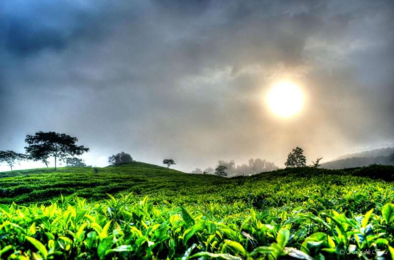 Tea plantations of Assam, Northeast India