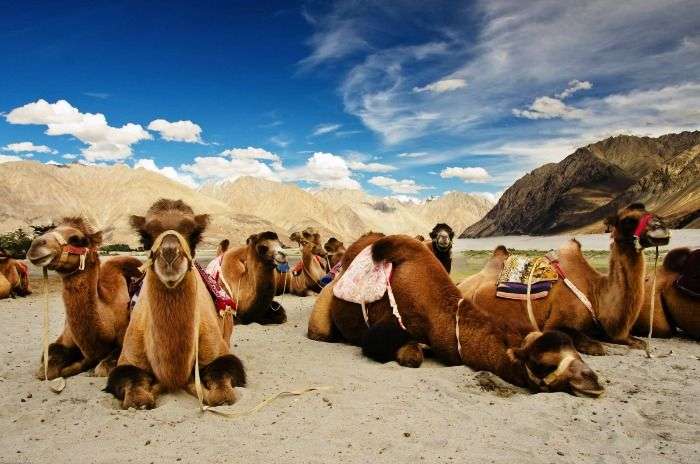 Bactrian Camels at Hunder in Ladakh