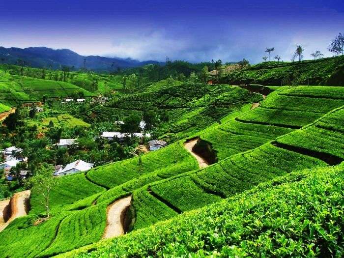 Ceylon tea plantation in Kandy, Sri Lanka