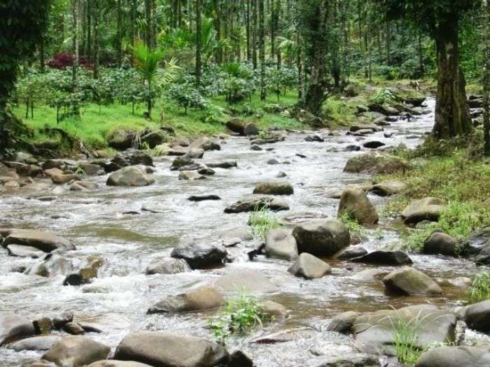 A brook flowing through the valleys of Chikmagalur