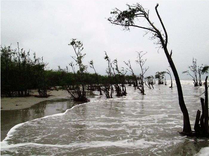 Mangrove forests on the beach
