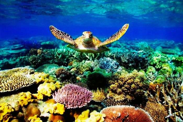 The Great Barrier Reef in Australia