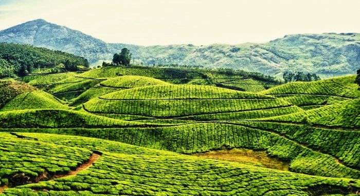 The green blanketed hills of Munnar