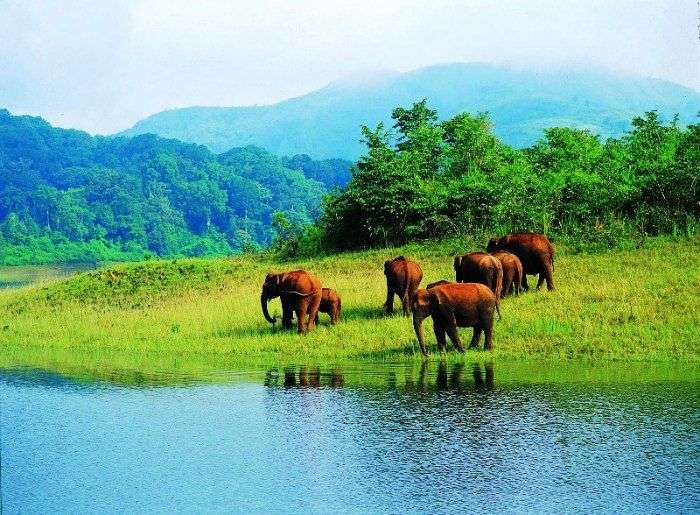 Thekkady offers lovely roads in the countryside, thick jungles and rich plantations.