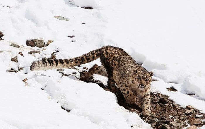 Spot the snow leopards in Hemis National Park in Jammu & Kashmir