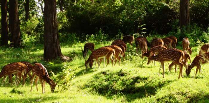 Deers in Nagarhole National Park