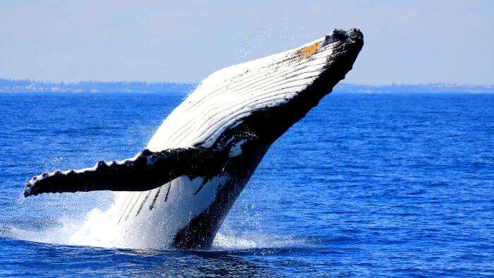 A huge whale having fun in Mauritian sea water