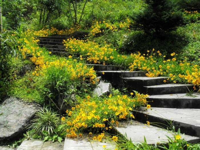 Lovely yellow flowers at Namchi