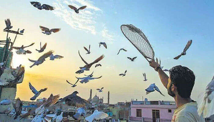  kabootarbazi in Old Delhi, one of the fun places in Delhi