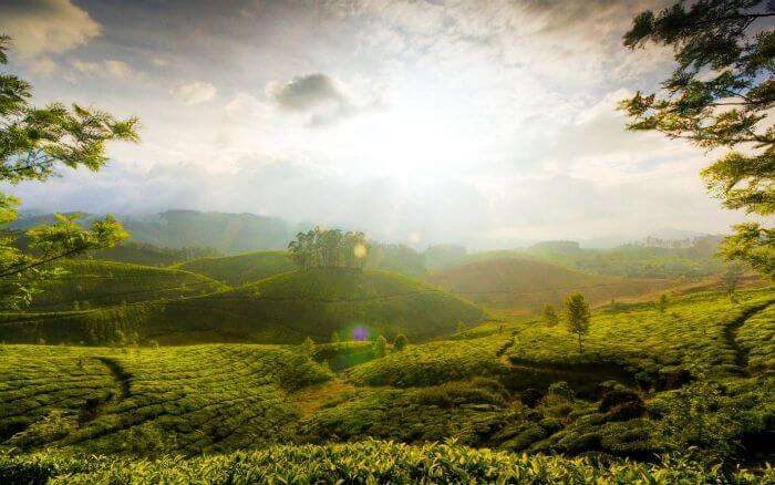 The sun shines brightly over the beautiful tea garden hill of minnar