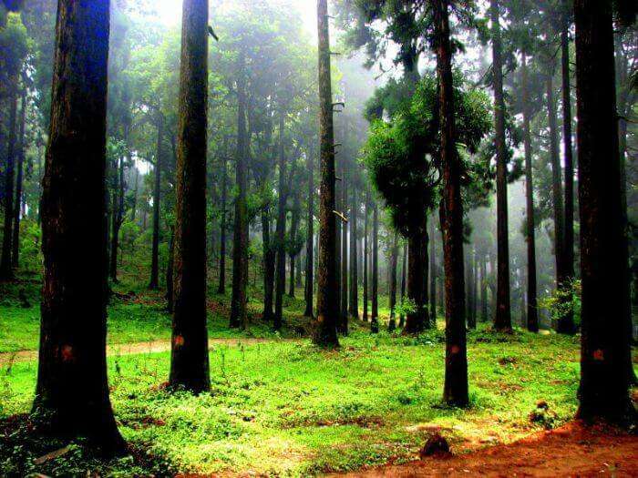 Lush green forest of Dow Hill in Kurseong