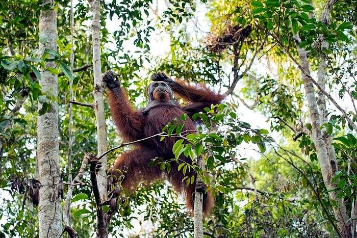 Tanjung Puting Wildlife Reserve