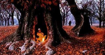 a guy burning fire inside a hollow of a tree