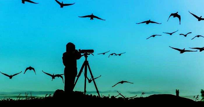 A bird watcher captured in the background of a number of sea-birds on a beach