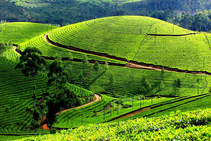 The green plantations of Munnar present a picturesque view