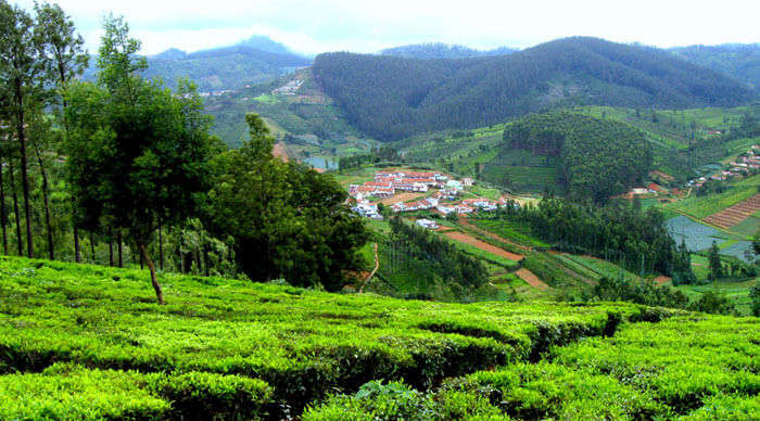 The lush green gardens of Ooty present a splendid view.