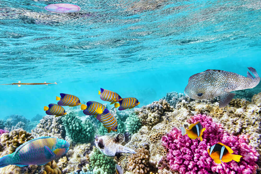 Wonderful and beautiful underwater world with corals and tropical fish at the Great Barrier Reef of Australia