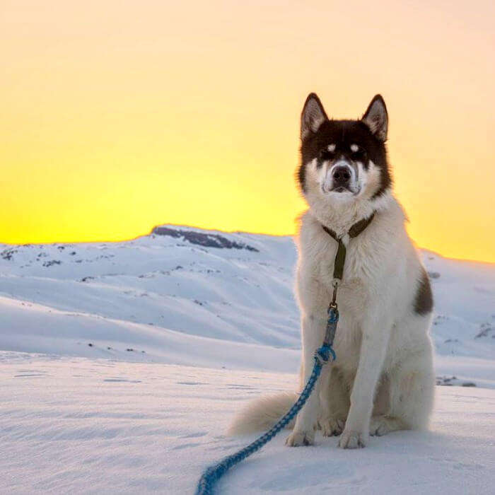Husky standing in the sunset