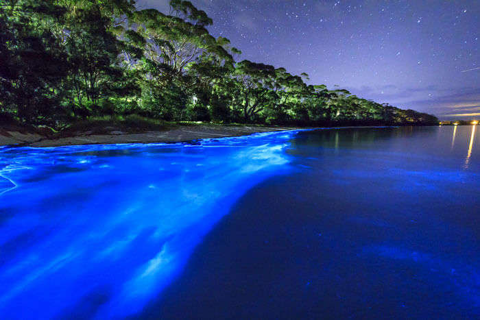 The bioluminescent Mosquito bay is the most popular and best beach in New Zealand