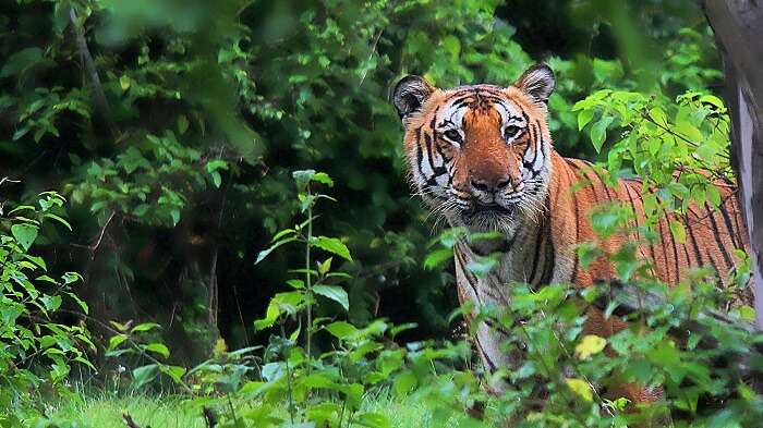the Royal Bengal Tiger at the The Pench Tiger Reserve