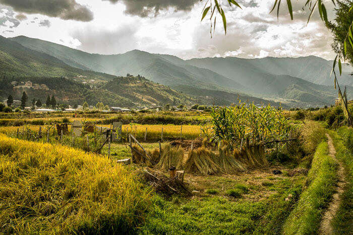 Golden rice fields in Bhutan at the time of harvesting in autumn season