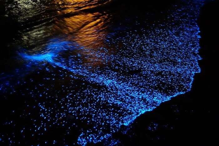 Bioluminescence can be witnessed at Havelock Island