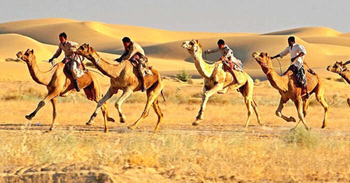Camel safari at the Sam Sand dunes