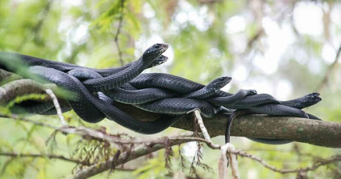 A snap of the snakes on the Snake Island