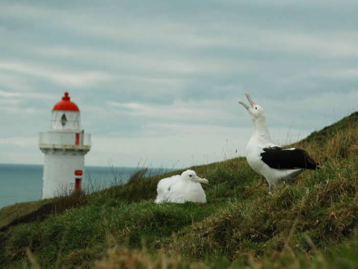 The mighty albatross at the Southern Royal Albatross Colony in Dunedin