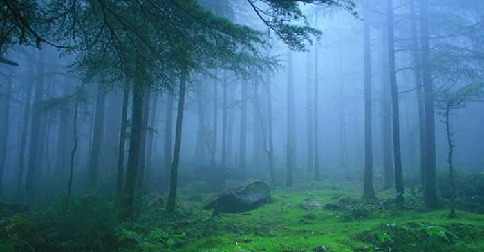 A view of the lush, dense forests in Lambasingi