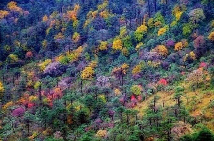 The colorful poisonous wolfsbane tree at the top of Sandakphu in Darjeeling