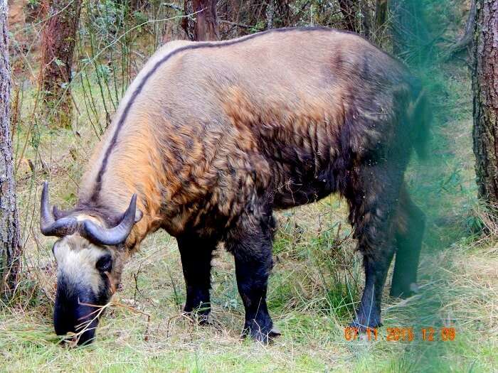 National animal of Bhutan Takin