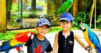 Kids playing with parrots at a bird park in Bali