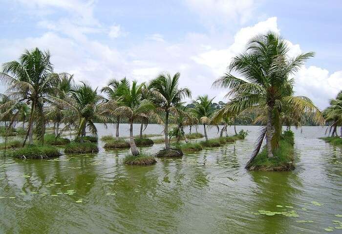Vellayani Lake in Kovalam is one of the most unusual tourist attractions of the city