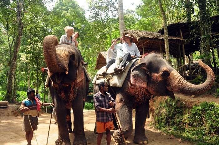Tourists enjoy elephant rides at Periyar