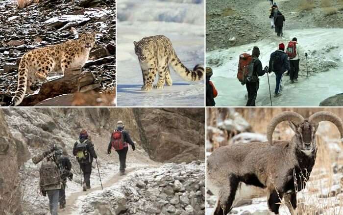 Scenes from the famous Snow Leopard winter trek in Himalayas