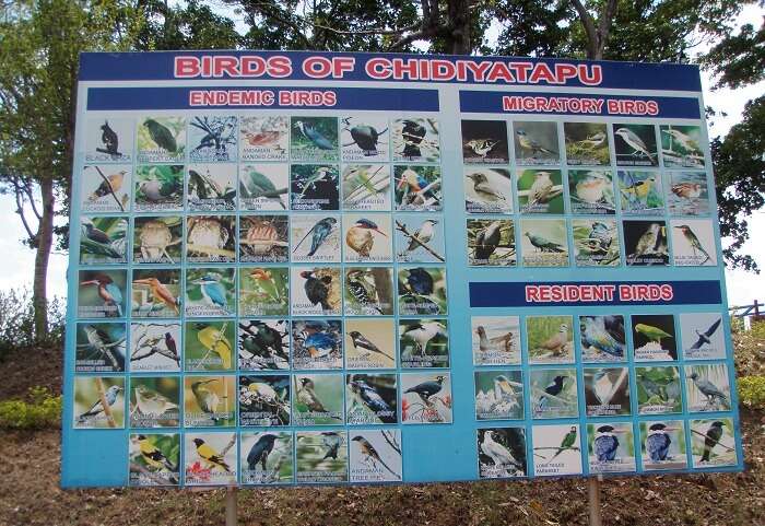 Bird Watching in Andaman