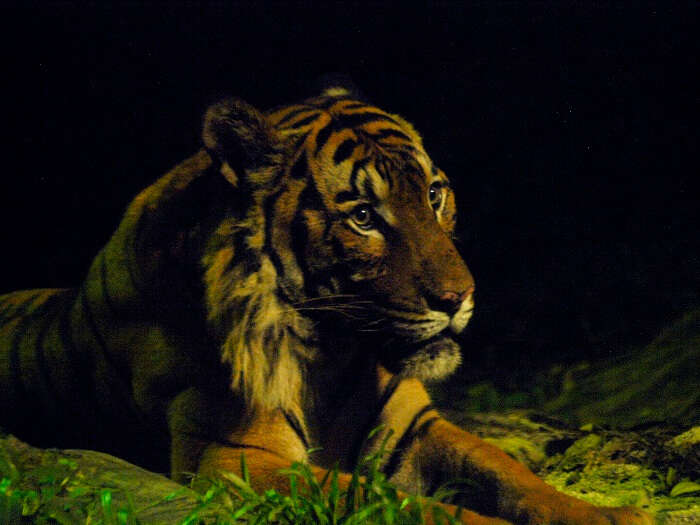 Closeup of Malayan Tiger in East Lodge Trail of Night Safari in Singapore