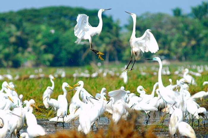A flight of birds playing in Kumarakom Bird Sanctuary