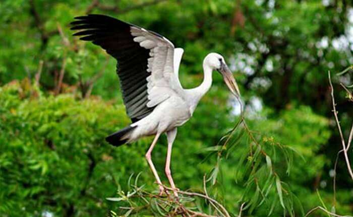 Kumarakom Bird Sanctuary is one of the best places to visit in Kumarakom