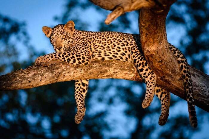 A leopard lounging at the top of the tree on Leopard Trail of Night Safari in Singapore