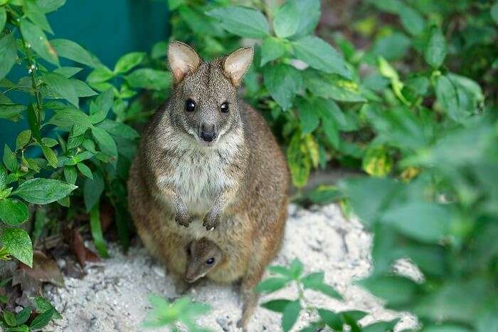 A cute mother wallaby hiding its equally cute offspring in its pouch at Wallaby Trail in Singapore Night Safari