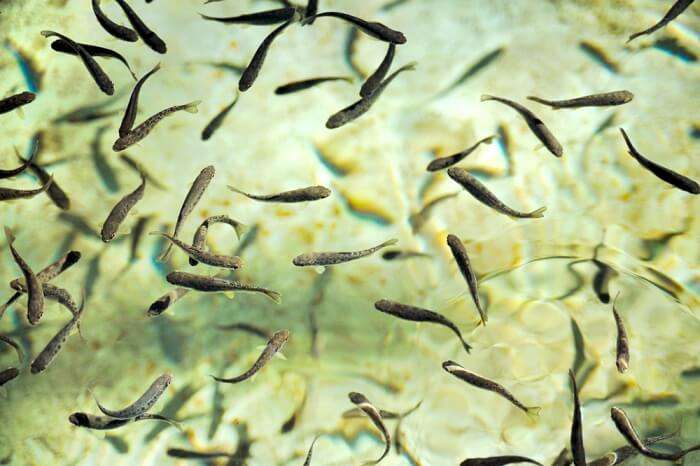 Small fishes just hatched from their eggs at Fish Hatchery in Agatti Island