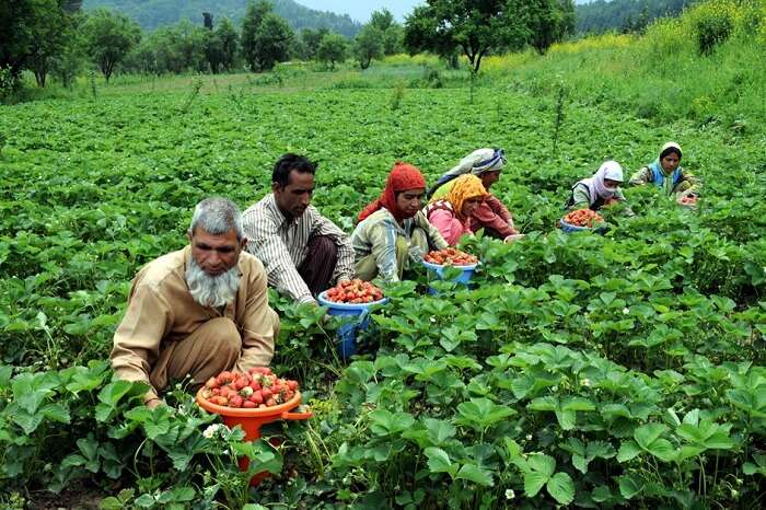 A group of fruit growers plucking Strawberries at Gulmarg