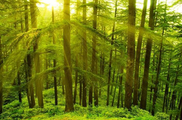 Pine trees in golden sunlight at Shimla during sunset