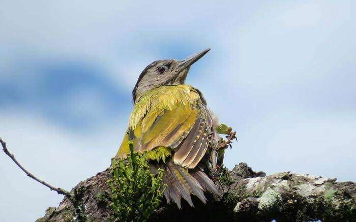Watching variety of migratory birds in Lansdowne is a great experience