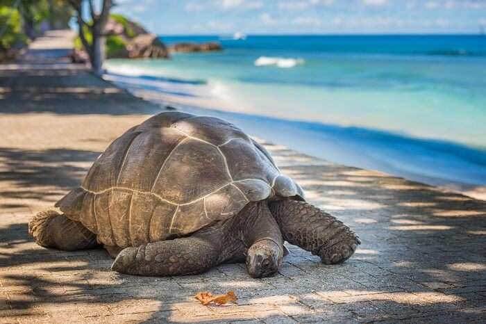A giant tortoise relaxing at Moyenne island