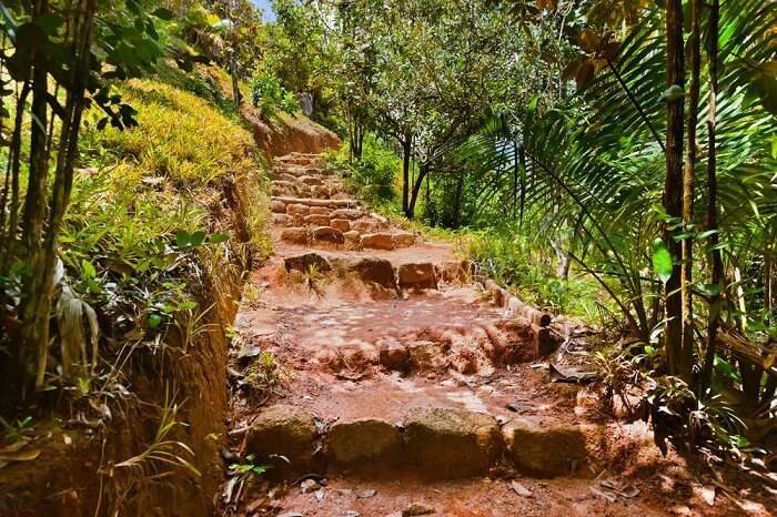 Pathway in the jungle of Valle de Mai on Praslin island