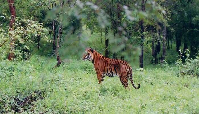 A tiger in the wilds of Shimoga - One of the greenest tourist spots in Karnataka