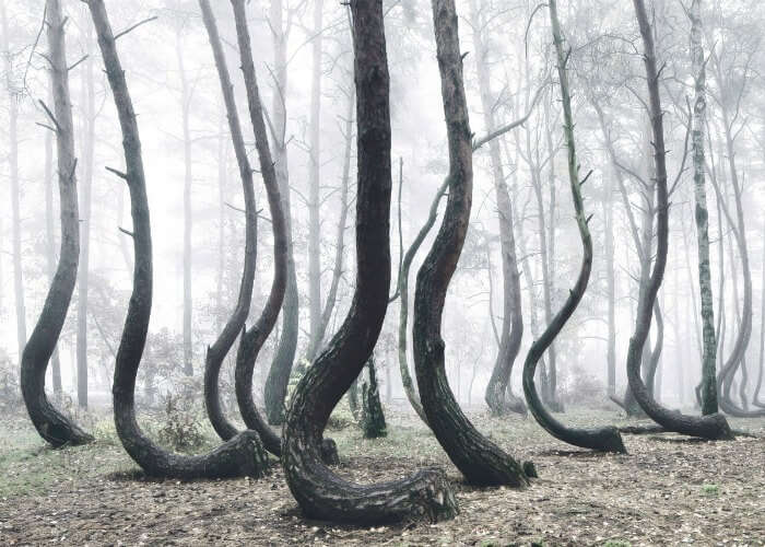 Collection of curved trees in Poland
